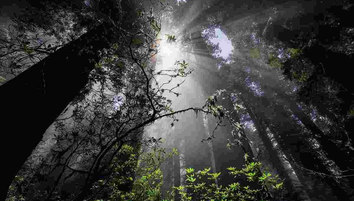 Photeeq Lens Flare