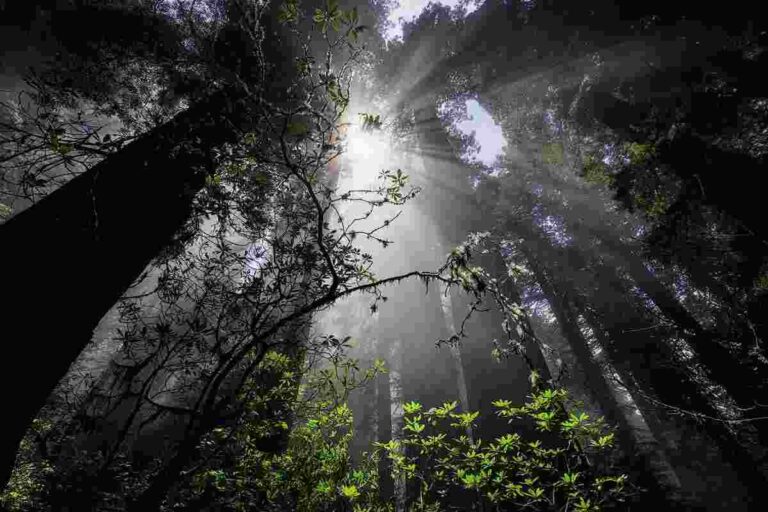 Photeeq Lens Flare